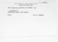 Ischnostroma merrillii image